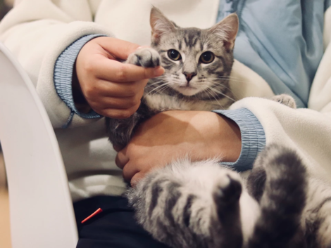 Partita iva per veterinario in regime forfettario